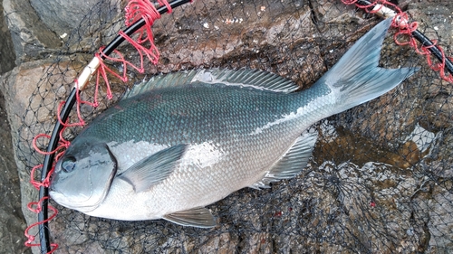 オナガグレの釣果