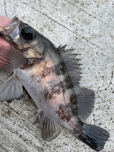 メバルの釣果