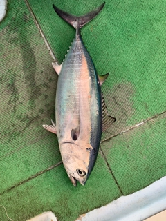 クロマグロの釣果