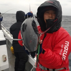 ビンチョウマグロの釣果