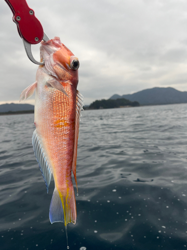 アマダイの釣果