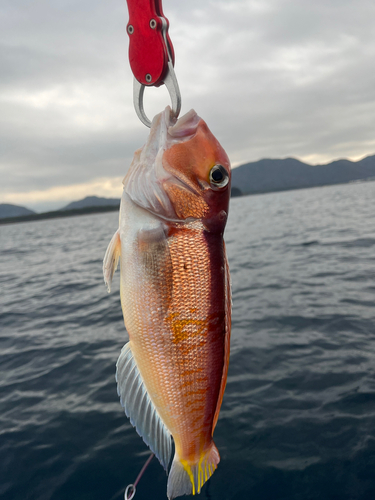 アマダイの釣果