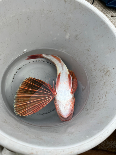 ホウボウの釣果