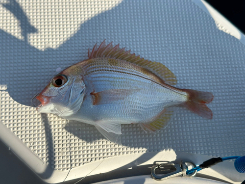 キダイの釣果