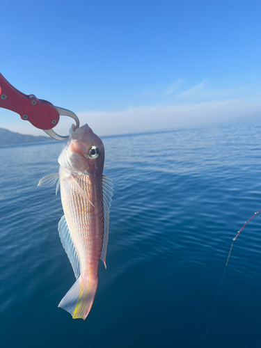 アマダイの釣果