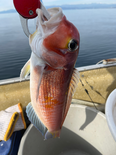 アマダイの釣果