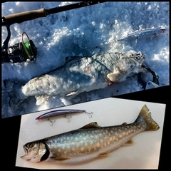 アメマスの釣果