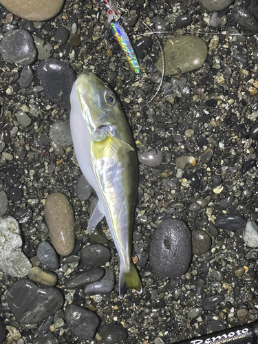 シロサバフグの釣果