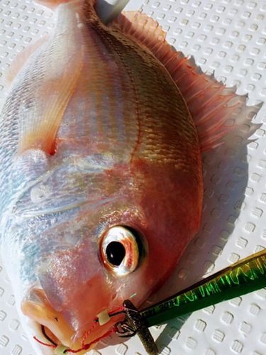 レンコダイの釣果