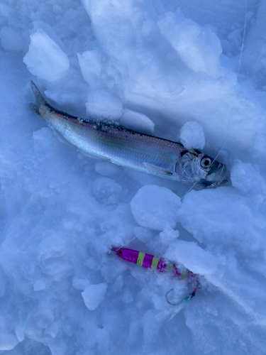 ニシンの釣果