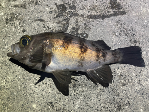 メバルの釣果