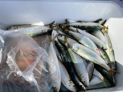 イワシの釣果