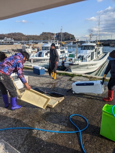 ビンチョウマグロの釣果