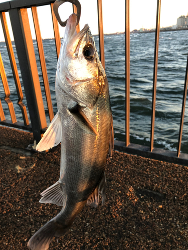 セイゴ（ヒラスズキ）の釣果