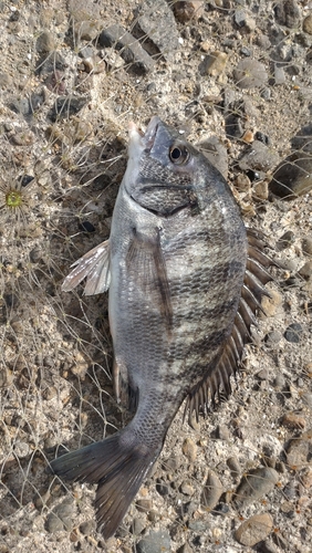 チヌの釣果