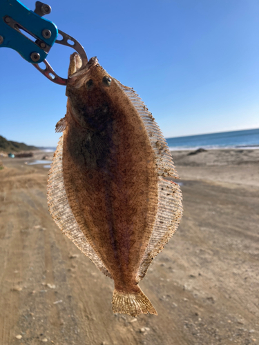 ソゲの釣果