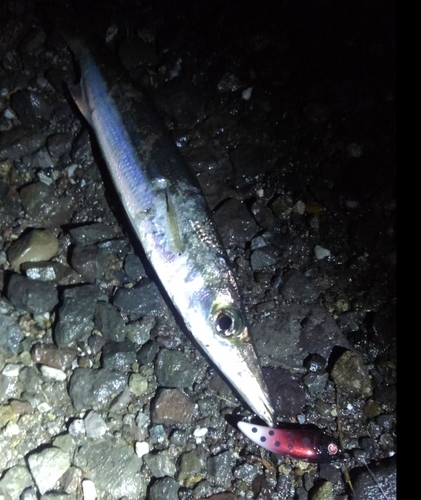 アカカマスの釣果