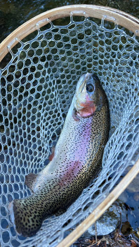 ニジマスの釣果