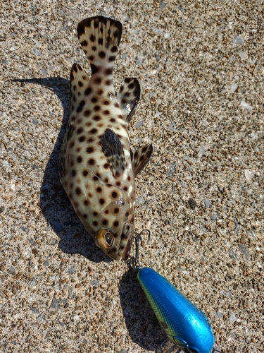 キビレハタの釣果