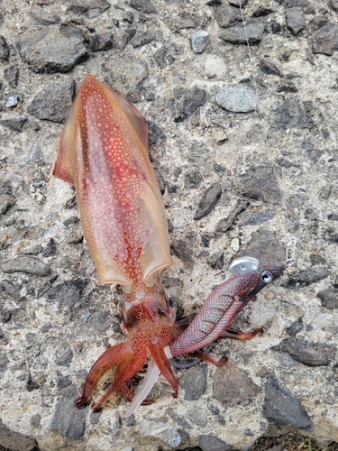 ヒイカの釣果