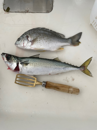 サバの釣果