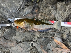 アイナメの釣果