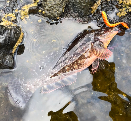 アイナメの釣果