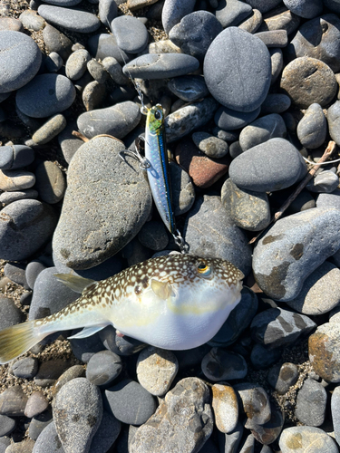 ショウサイフグの釣果