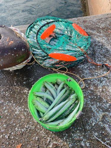 カタクチイワシの釣果