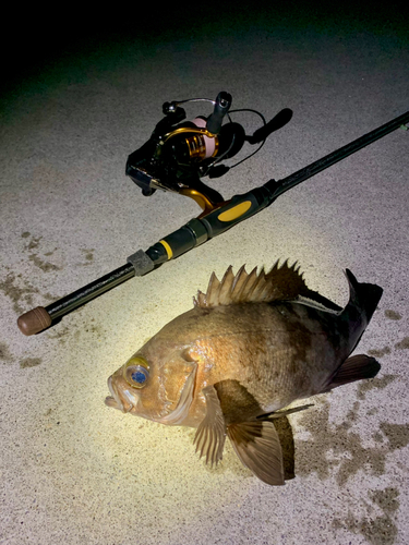 シロメバルの釣果