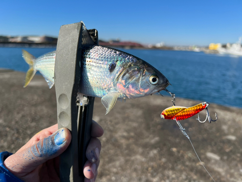 コノシロの釣果