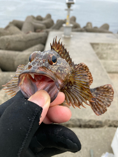 ガシラの釣果