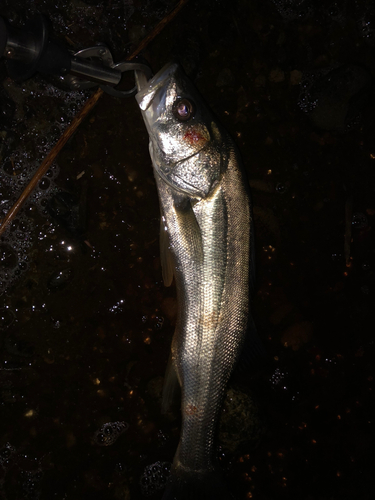 フッコ（ヒラスズキ）の釣果