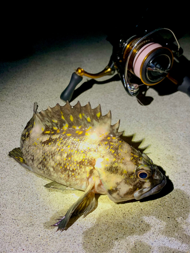 オウゴンムラソイの釣果