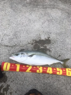 メジロの釣果