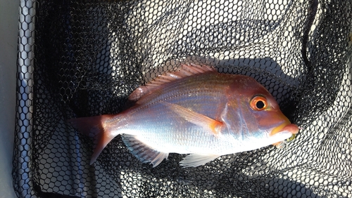 レンコダイの釣果