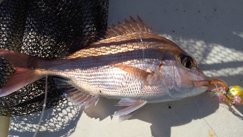 マダイの釣果