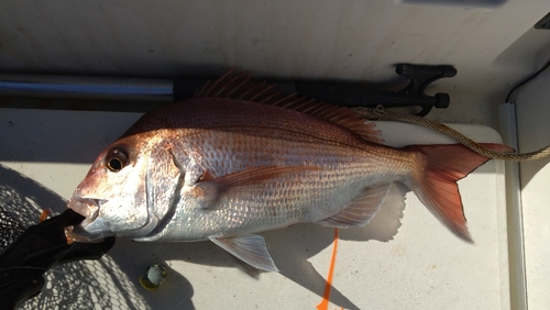 マダイの釣果