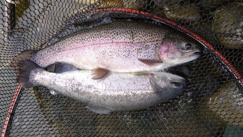 ニジマスの釣果