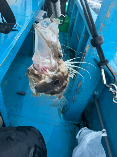 マトウダイの釣果