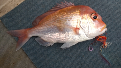 レンコダイの釣果