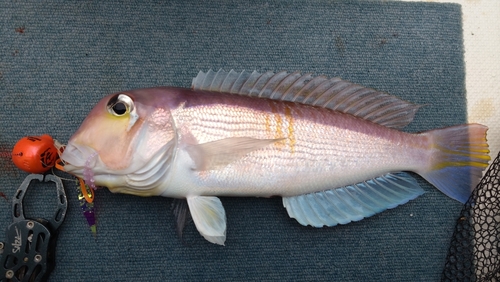 アマダイの釣果