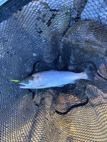 ニジマスの釣果