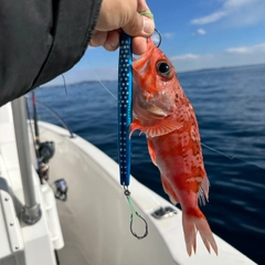 ユメカサゴの釣果