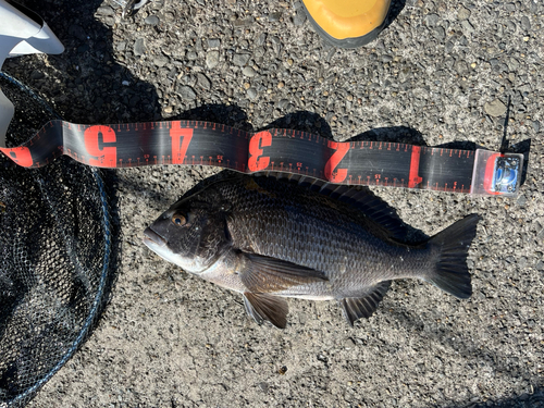 クロダイの釣果