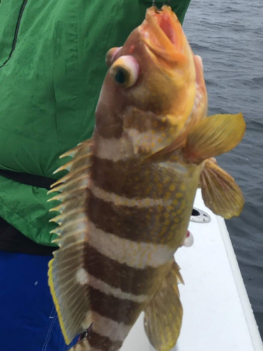 アオナの釣果