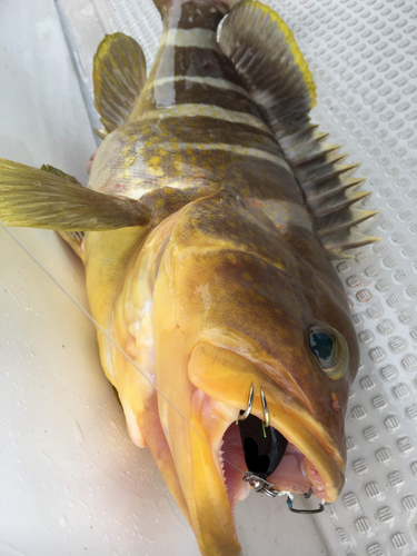 アオナの釣果