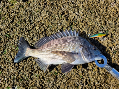 チヌの釣果