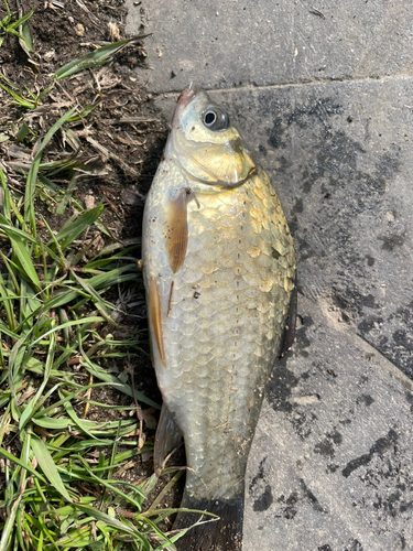 マブナの釣果