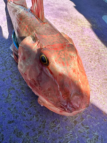 ホウボウの釣果